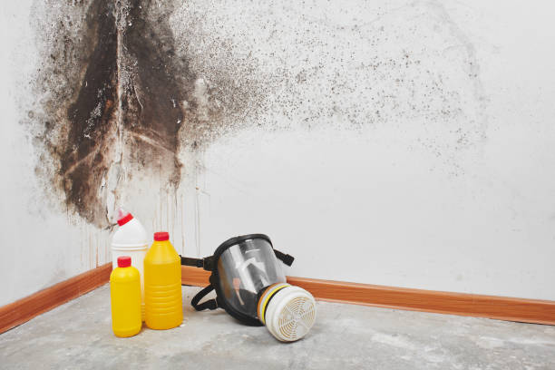 Best Industrial Mold Remediation in Clton, IN
