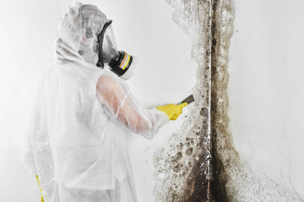Best Kitchen Mold Remediation in Clton, IN