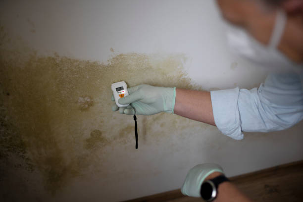 Best Commercial Mold Remediation in Clton, IN