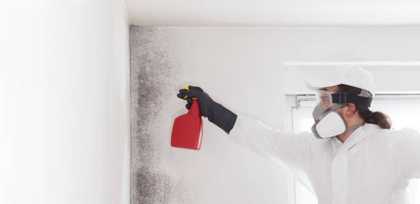 Best White Mold Remediation in Clton, IN