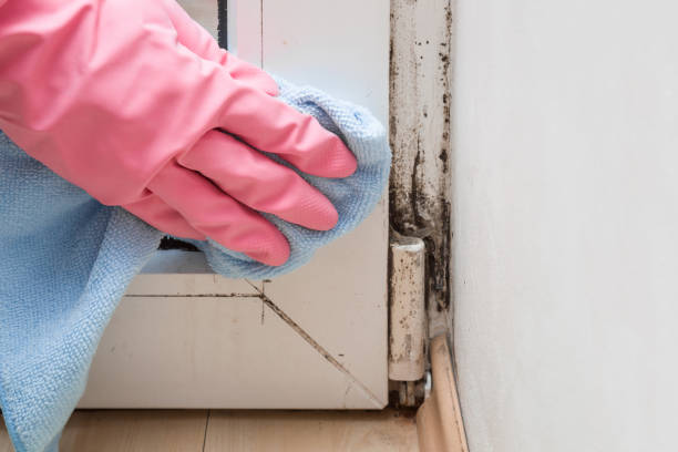 Professional Mold Remediation in Clinton, IN